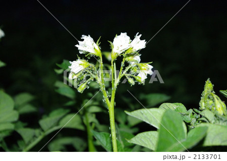 ジャガイモの花とアブラムシ 2133701