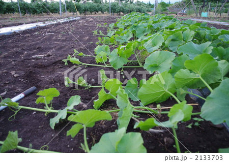 勢いよくツルが伸びるカボチャ 2133703