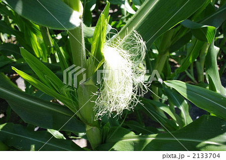 スイートコーンの花 2133704