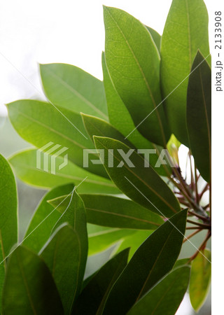 ユズリハ ユズリハ 2133908