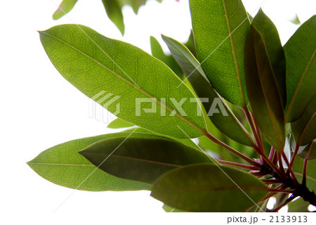 ユズリハ ユズリハ 2133913