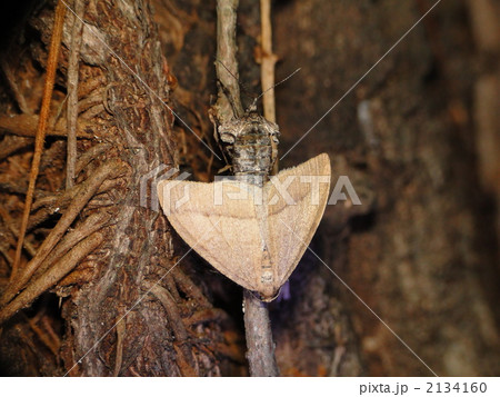 クロスジフユエダシャク クロスジフユエダシャク 2134160
