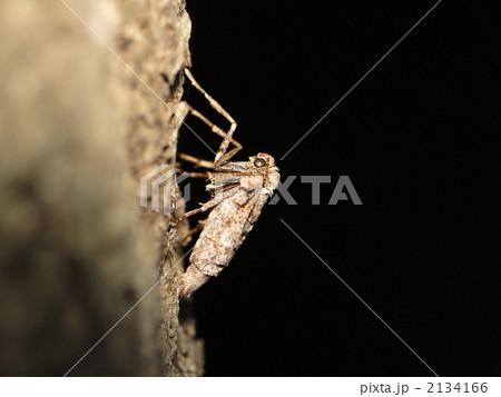 クロスジフユエダシャク クロスジフユエダシャク 2134166