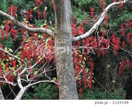 イイギリ イイギリ 2134196