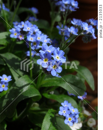 ワスレナグサ(園芸品種) 2135033