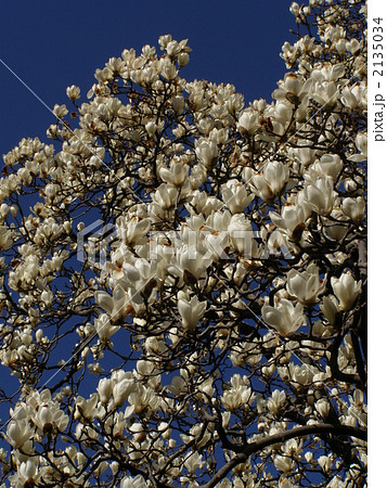 ハクモクレン 2135034