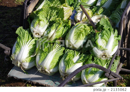 白菜の収穫 白菜の収穫 2135062