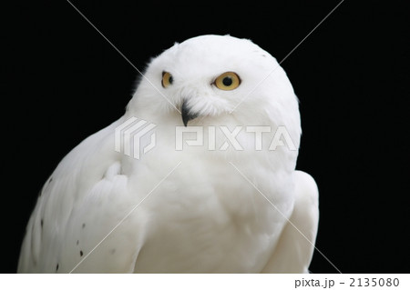 シロフクロウ 2135080