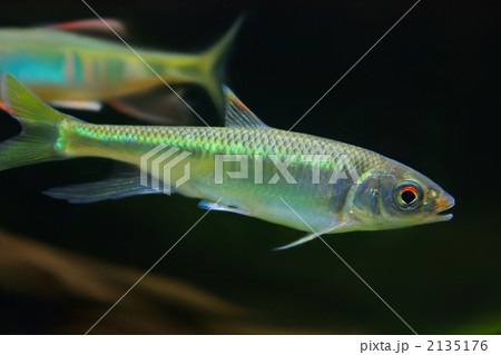 オイカワ 2135176