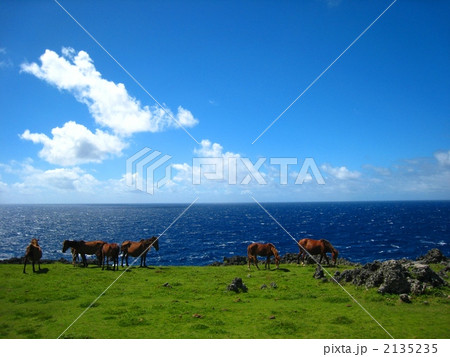 馬と海　与那国馬 2135235