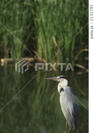 たたずむ青鷺 2135795