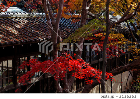 本土寺の回廊とモミジの紅葉 2136263