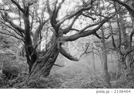ハリギリの巨樹 2136404