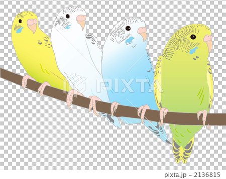 4羽のインコ 2136815
