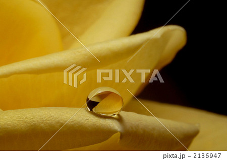 黄色いバラの花びらにしずく 2136947