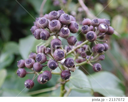 キズタの実 キズタの実 2137072