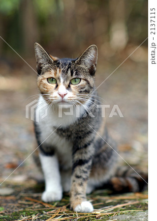 こちらを見つめる三毛猫 こちらを見つめる三毛猫 2137115