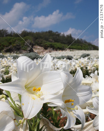 てっぽうゆり 2137476