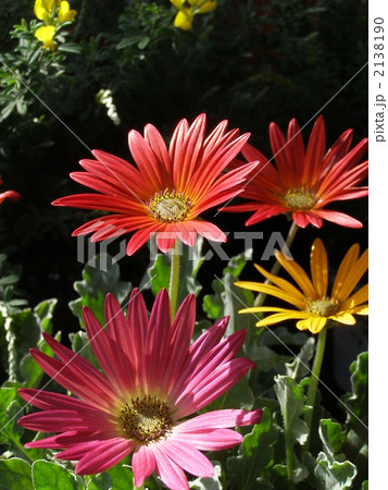 ベニジオアークトティス 2138190