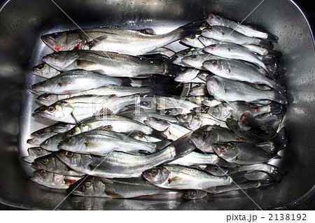 釣果スズキ 釣果スズキ 2138192