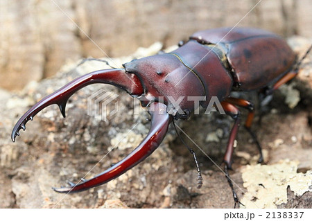 アスタコイデスノコギリクワガタ 2138337