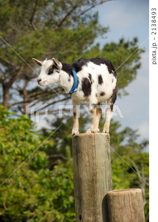 ヤギ ヤギ 2138493