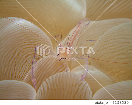 バブルコーラルシュリンプ 2138589