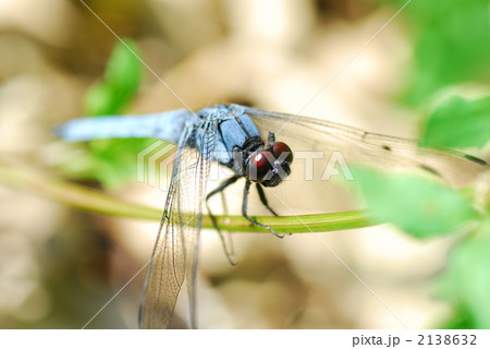トンボ トンボ 2138632