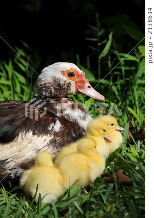 バリケン バリケン 2138634