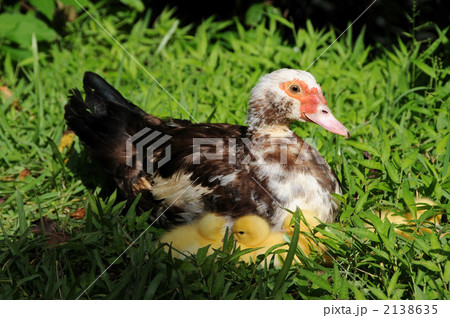 バリケン バリケン 2138635