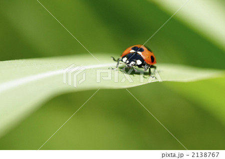 走るてんとう虫 2138767