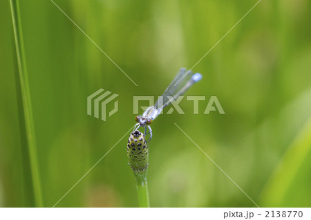 クロイトトンボ クロイトトンボ 2138770