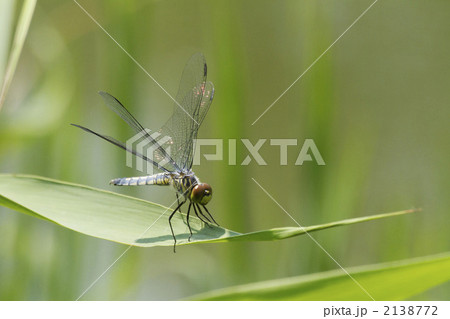 コフキトンボ 2138772