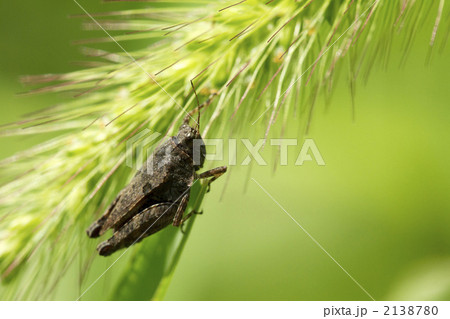 ヒシバッタ 2138780