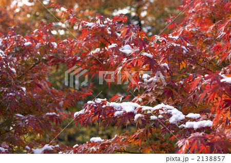 もみじと雪 2138857