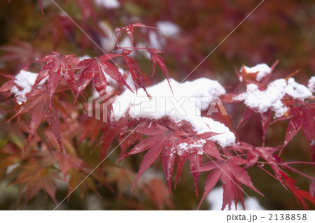 もみじと雪 2138858