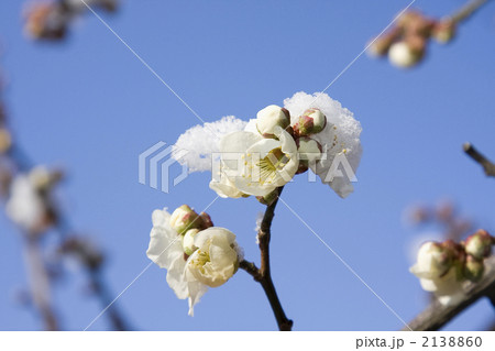 梅の花と雪 2138860