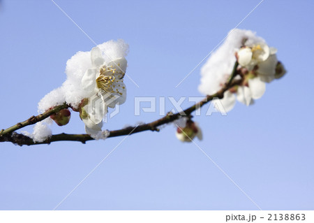 梅の花と雪 2138863