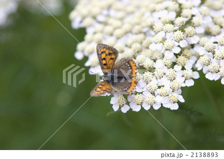 ベニシジミ 2138893