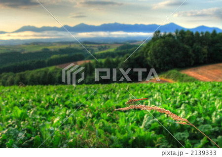 トンボと十勝岳連峰 2139333