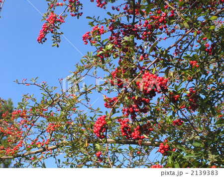 秋の空に映える赤い実のピラカンサスの写真素材