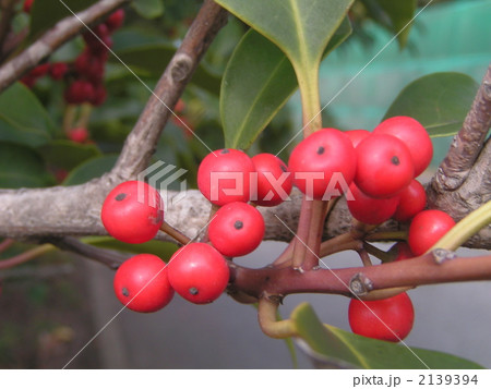 検見川浜海岸通りの街路樹に真っ赤な実を付けたクロガネモチ 検見川浜海岸通りの街路樹に真っ赤な実を付けたクロガネモチ 2139394