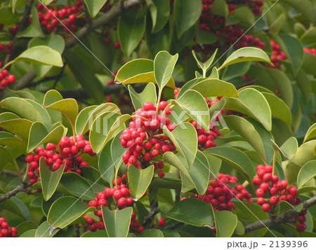 検見川浜海岸通りの街路樹に真っ赤な実を付けたクロガネモチ 2139396