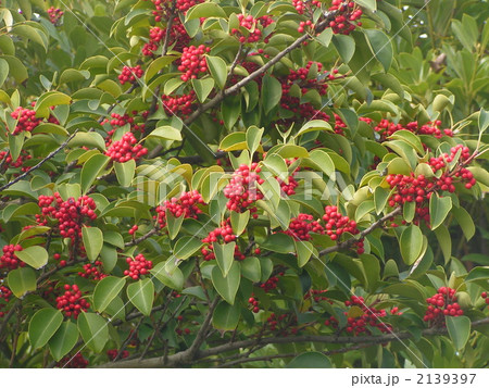 検見川浜海岸通りの街路樹に真っ赤な実を付けたクロガネモチ 2139397