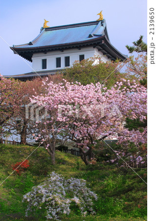 春の松前城01 春の松前城01 2139650