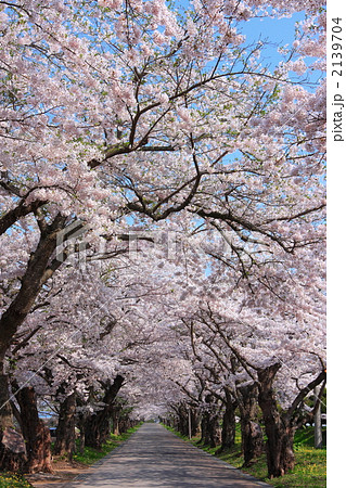 松前藩戸切地陣屋跡の桜のトンネル02 2139704