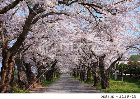 松前藩戸切地陣屋跡の桜のトンネル01 2139719