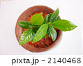 コーヒーの芽 2140468