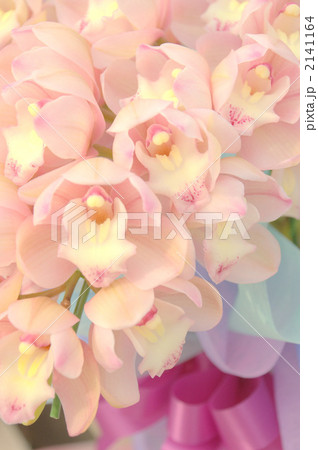 シンピジューム 2141164