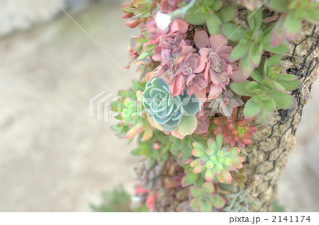 多肉植物のツリー 2141174